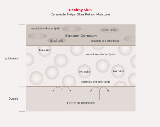 CeraPlus The Role of Ceramide
